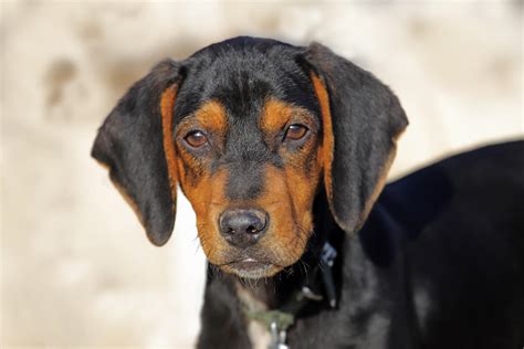 austrian black and tan hound puppies for sale uk